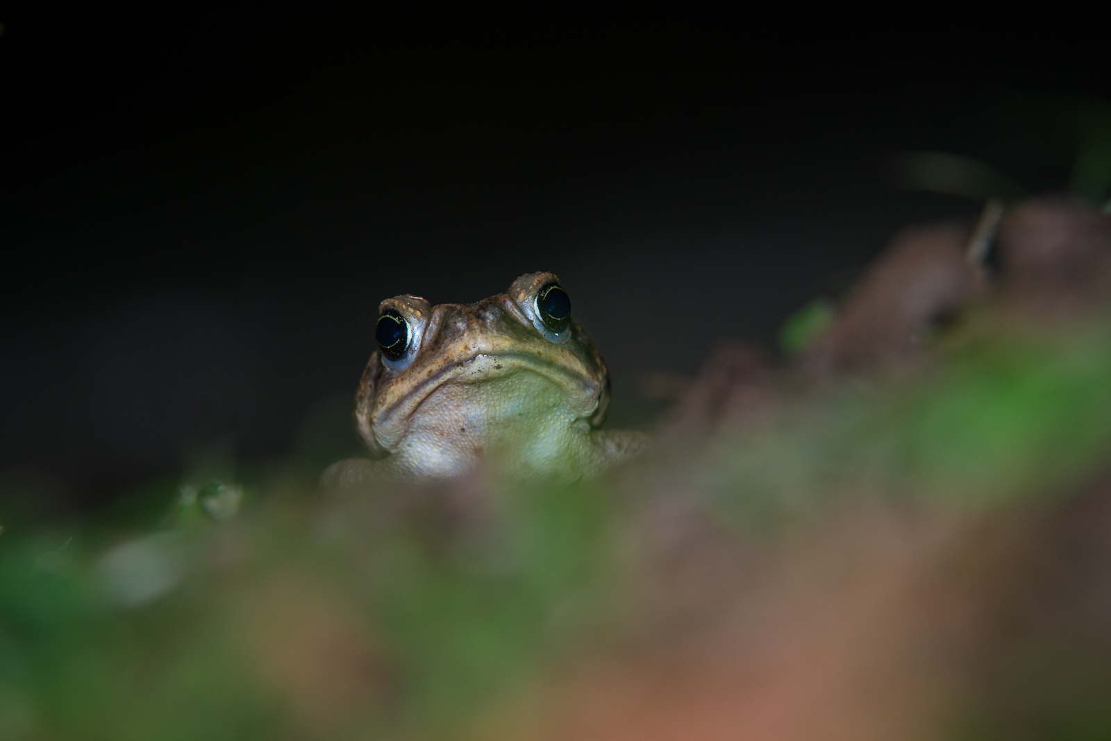 Giant Neotropical Toad, La Selva, Costa Rica