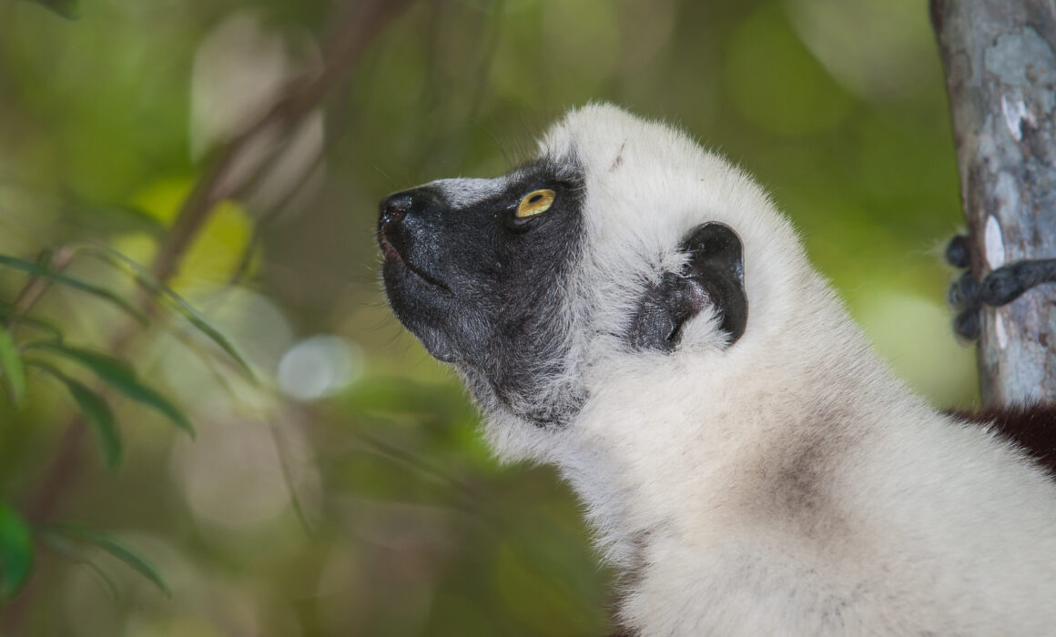 Coquerel's Sifaka, Madagascar
