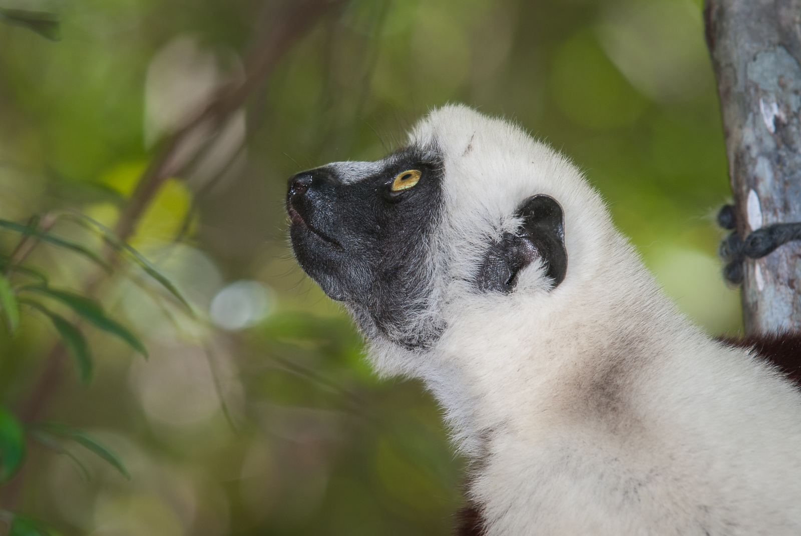 Coquerel's Sifaka, Madagascar