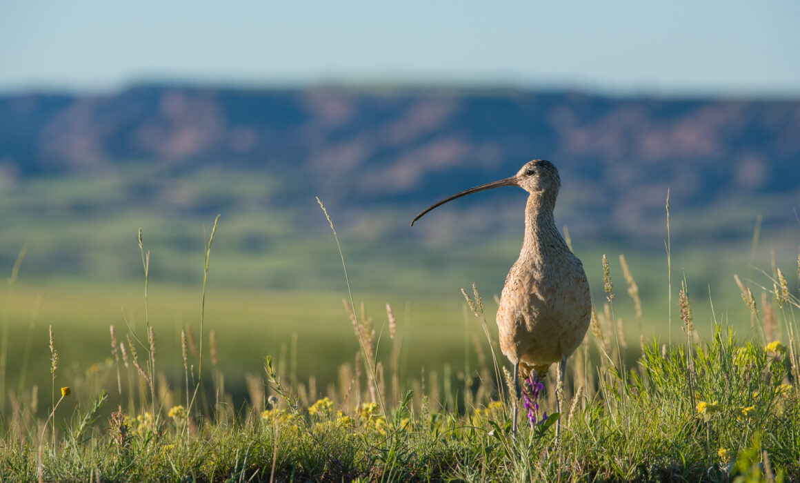 Long-Billed Curlew, South Dakota