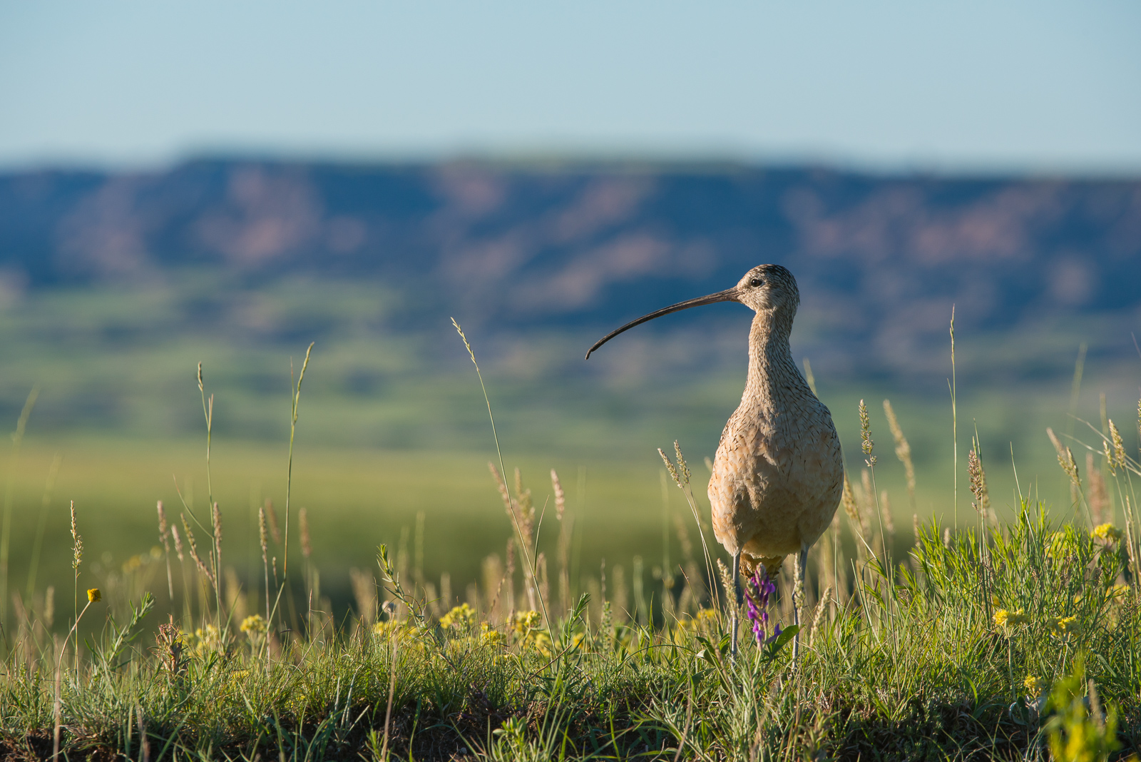Long-Billed Curlew, South Dakota