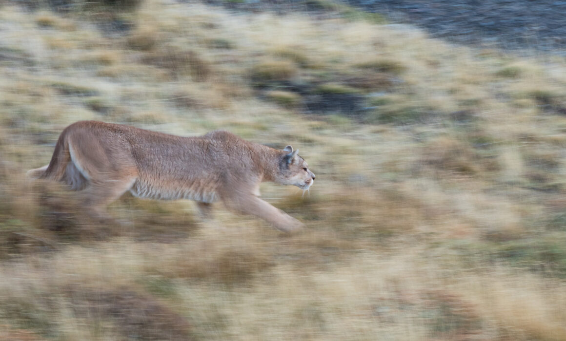 Stalking Puma, Chile