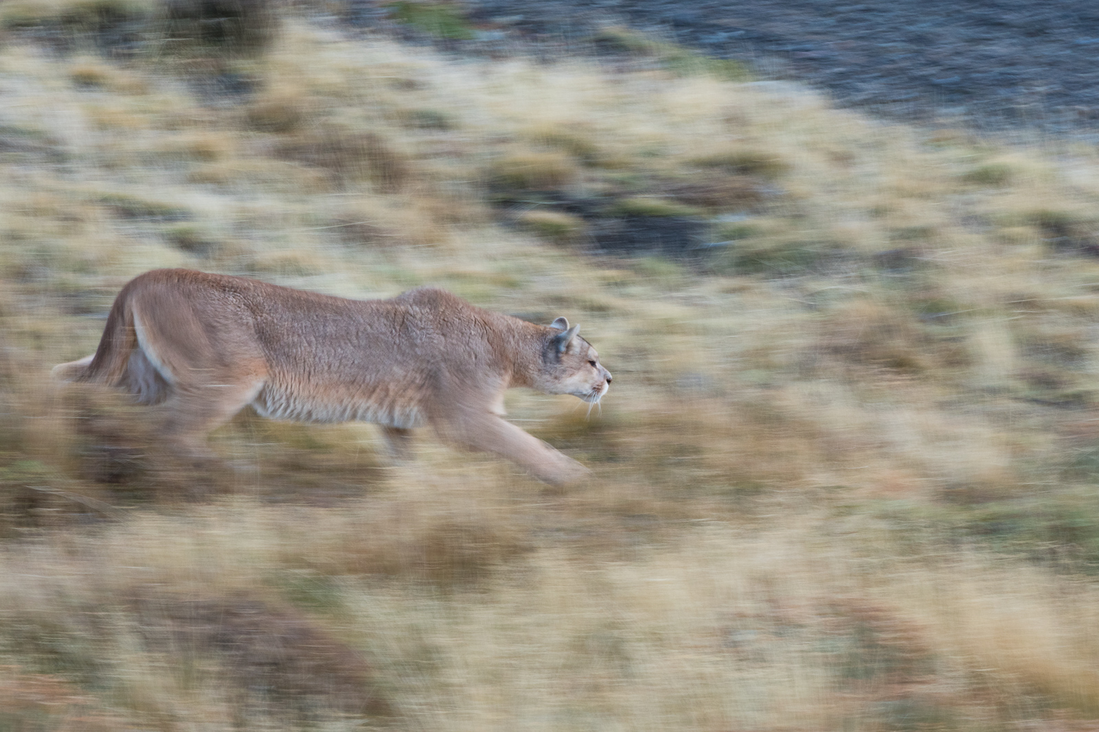 Stalking Puma, Chile