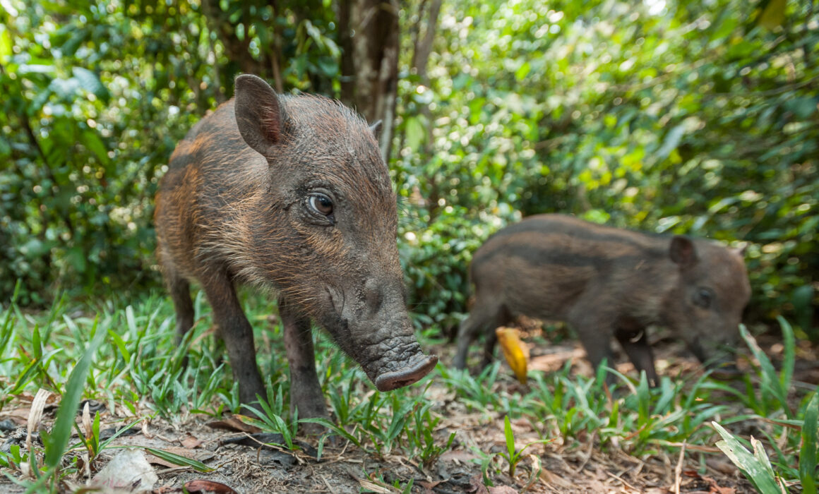 Bornean Bearded Piglet, Tanjung Puting National Park, Indonesia