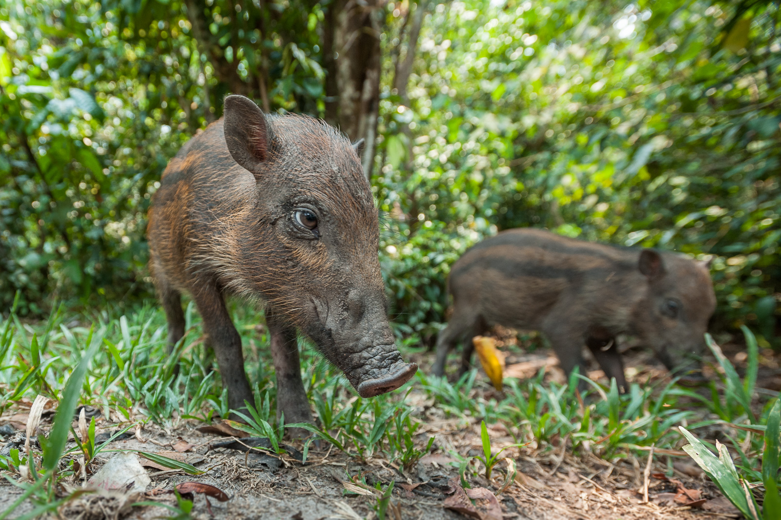 Bornean Bearded Piglet, Tanjung Puting National Park, Indonesia