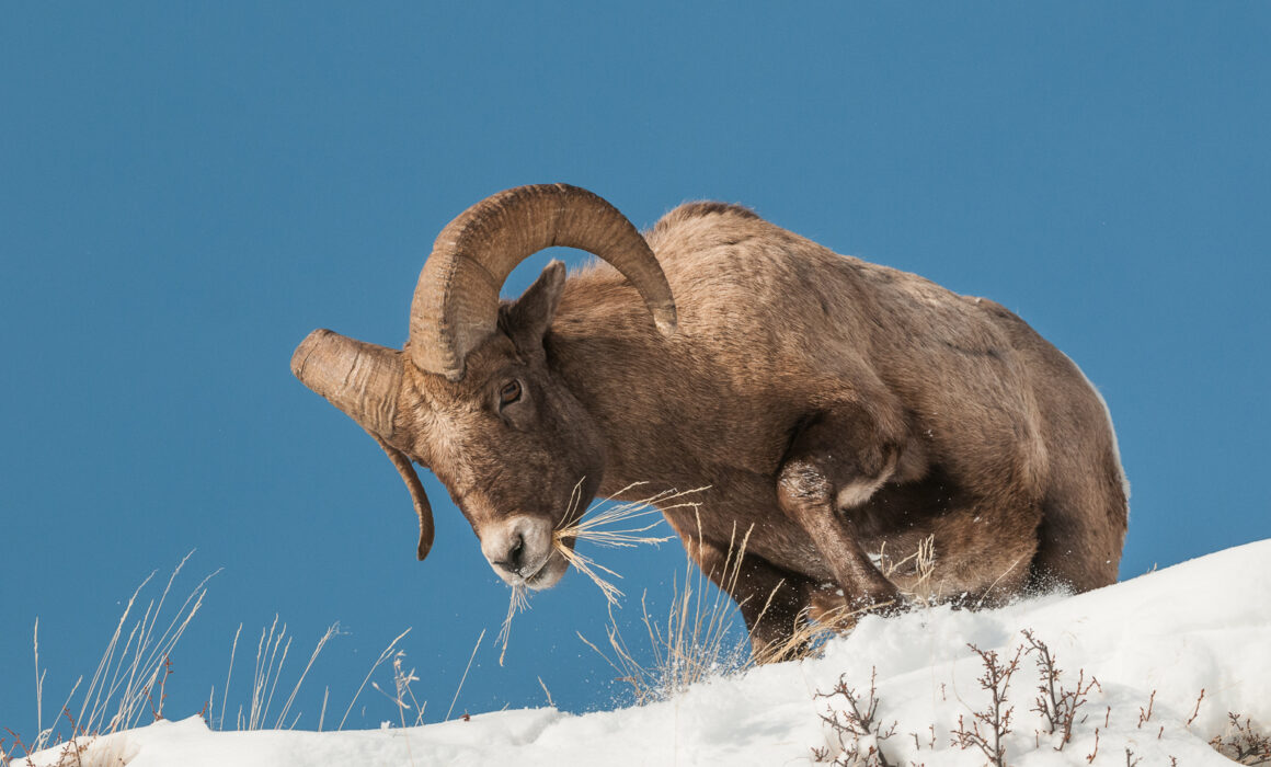Bighorn Ram, Yellowstone National Park, Wyoming