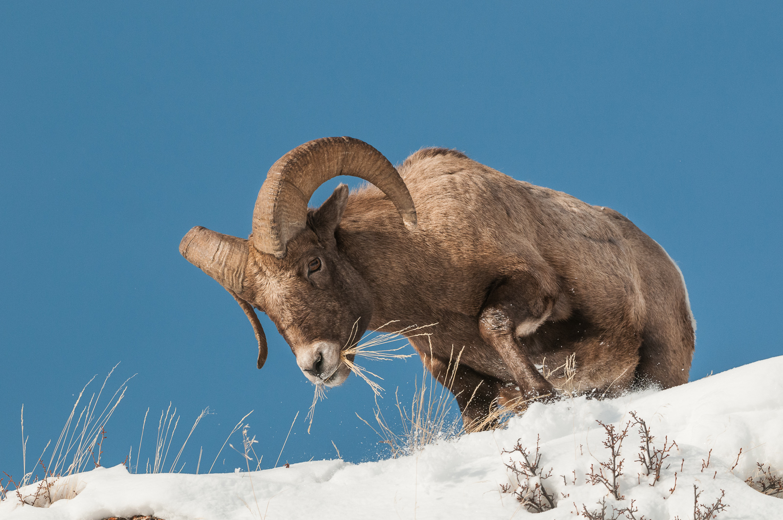 Bighorn Ram, Yellowstone National Park, Wyoming