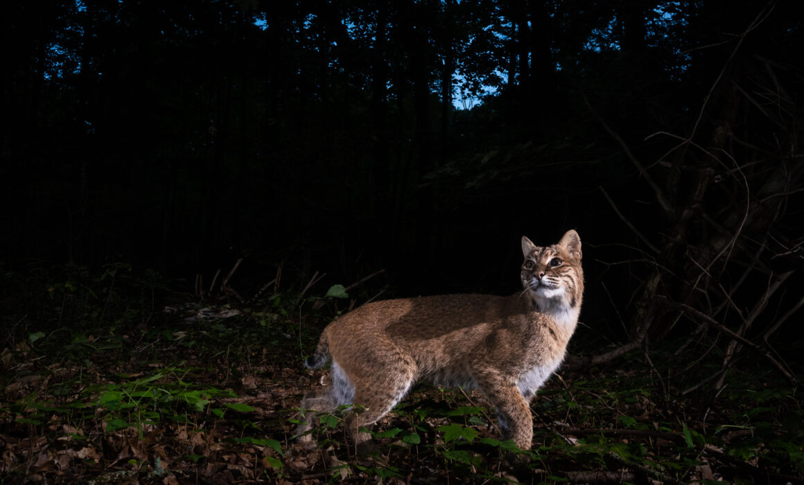 Bobcat, Farmington, Connecticut
