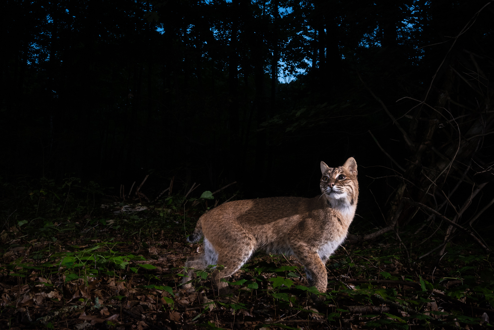 Bobcat, Farmington, Connecticut