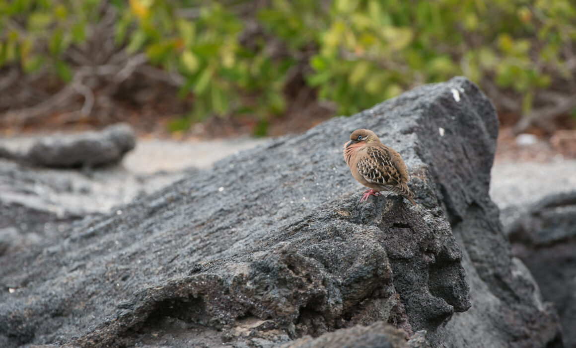 Galápagos Dove, Fernandina Island, Galápagos Islands, Ecuador