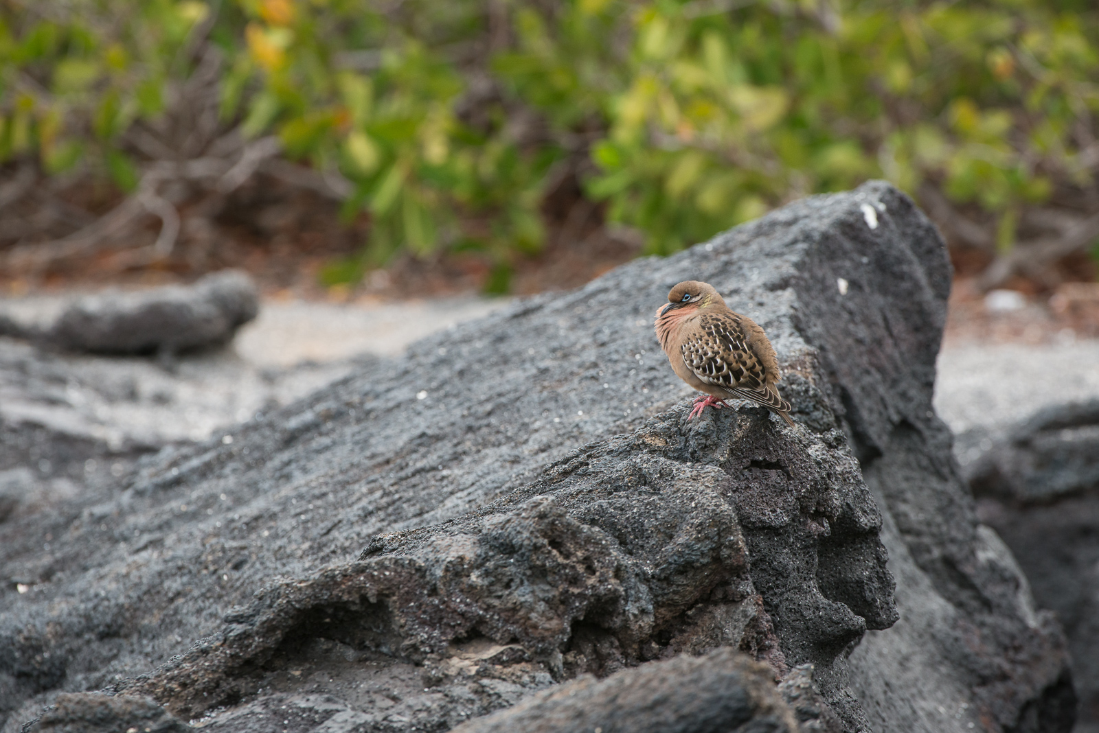 Galápagos Dove, Fernandina Island, Galápagos Islands, Ecuador