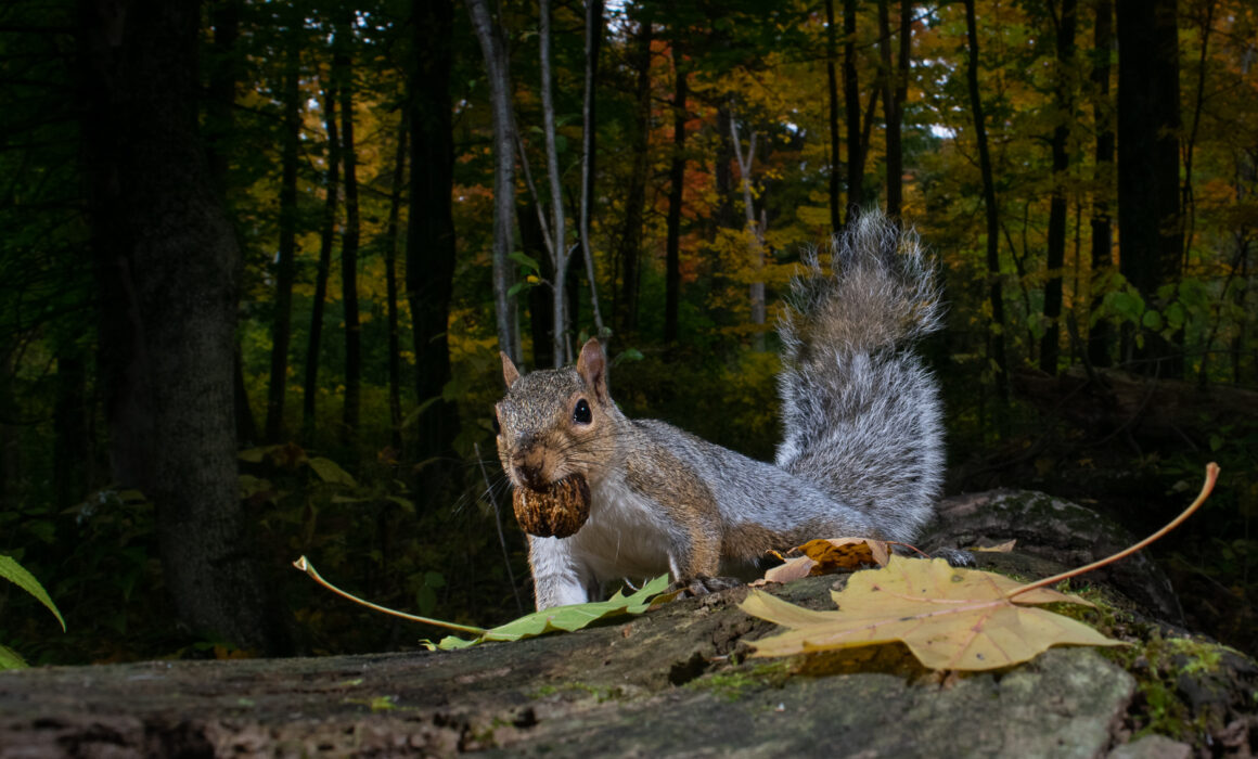 Grey Squirrel with Walnut, Farmington, Connecticut