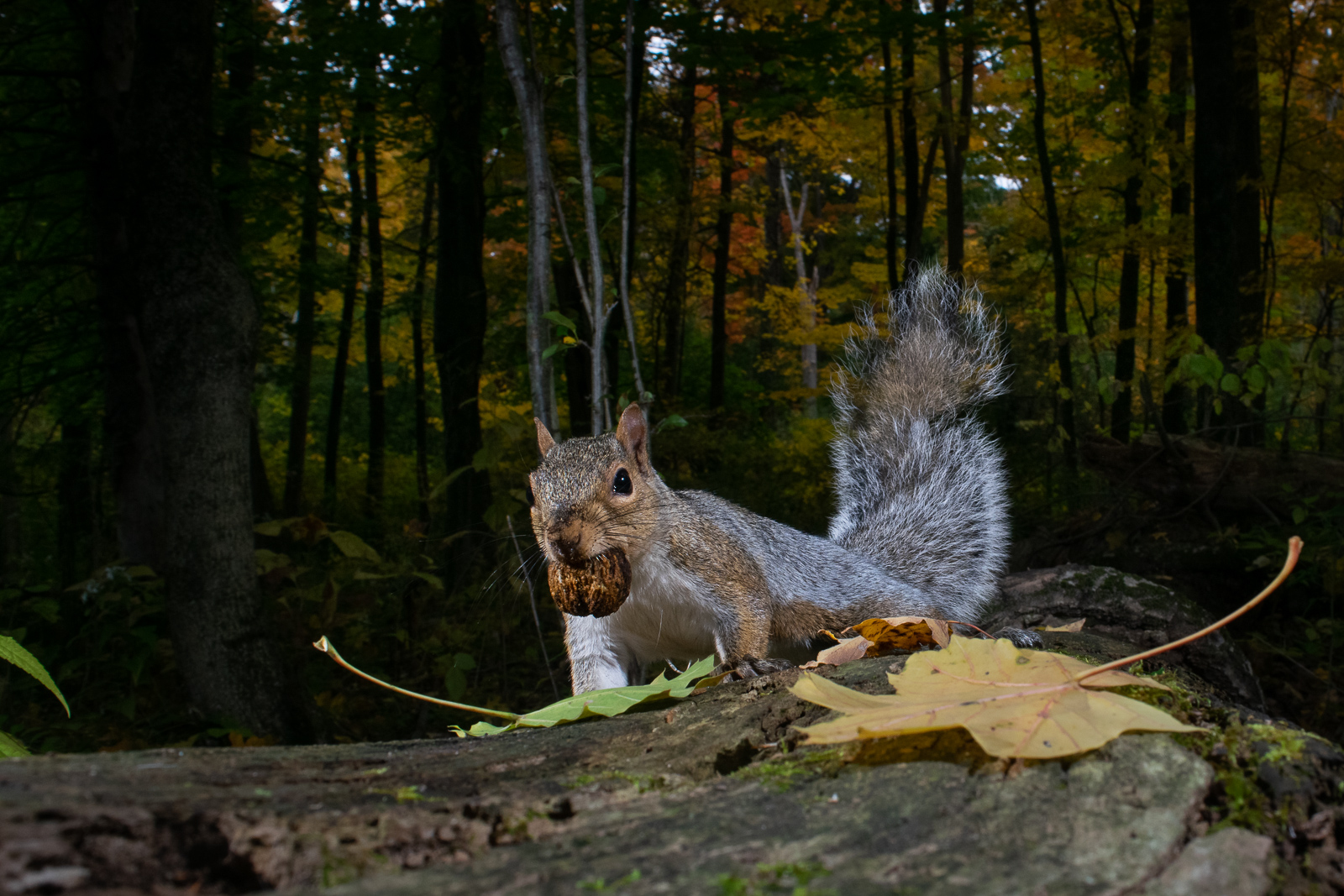 Grey Squirrel with Walnut, Farmington, Connecticut