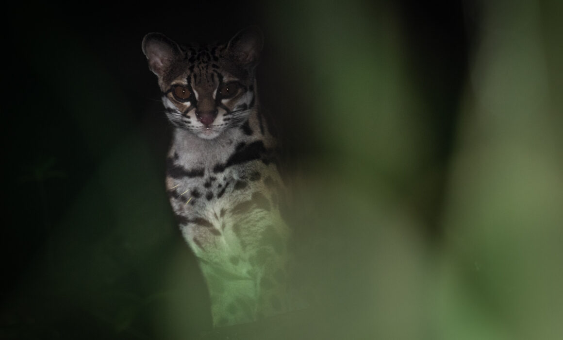 Ocelot, Northern Peruvian Amazon