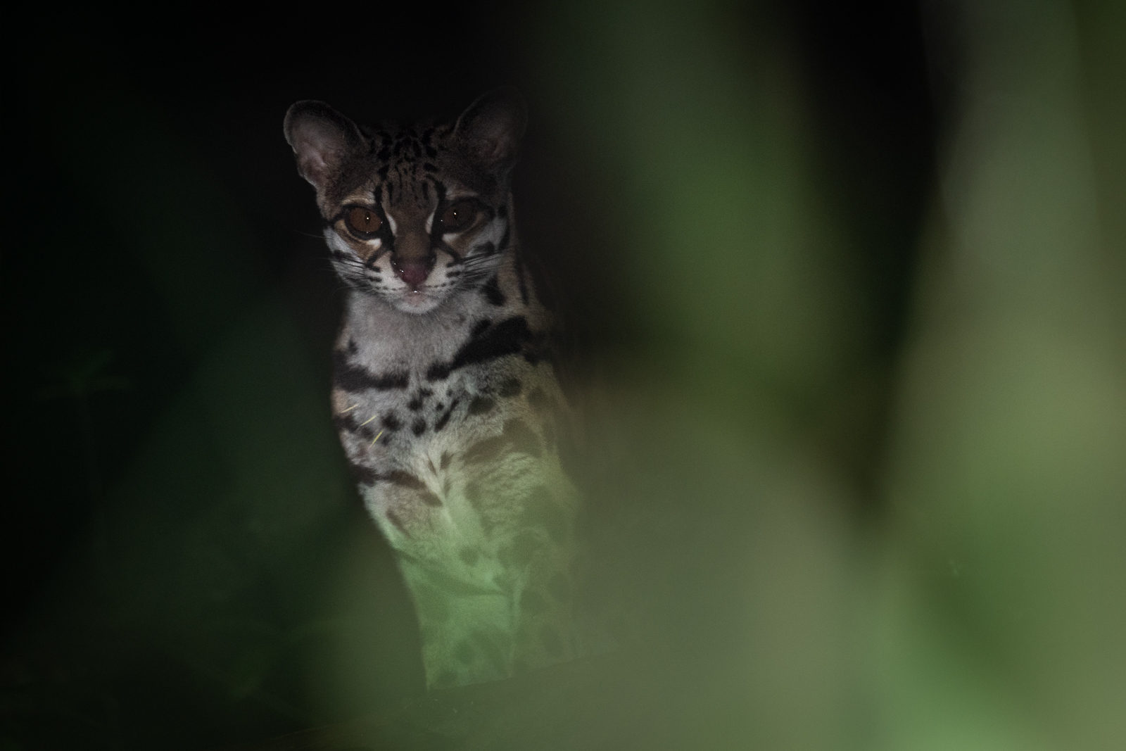 Ocelot, Northern Peruvian Amazon