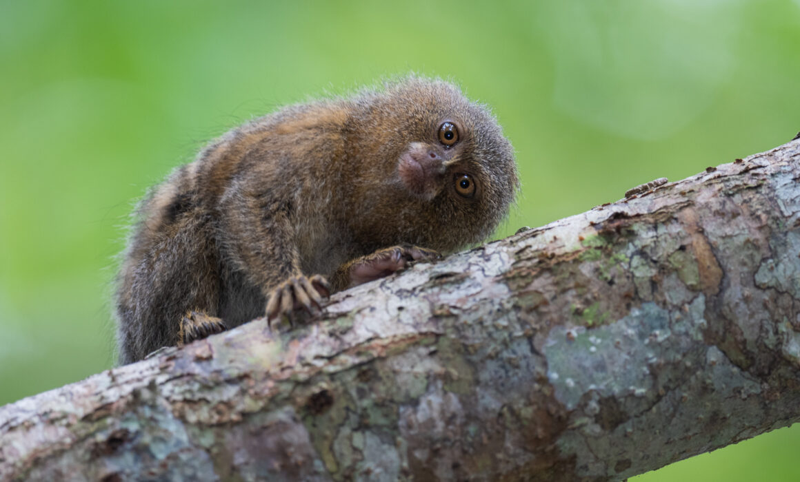 Pygmy Marmoset, Peruvian Amazon