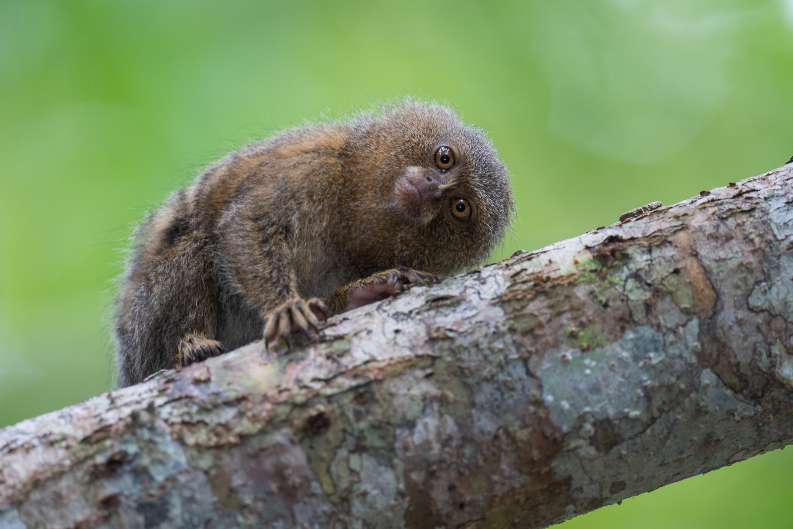 Pygmy Marmoset, Peruvian Amazon