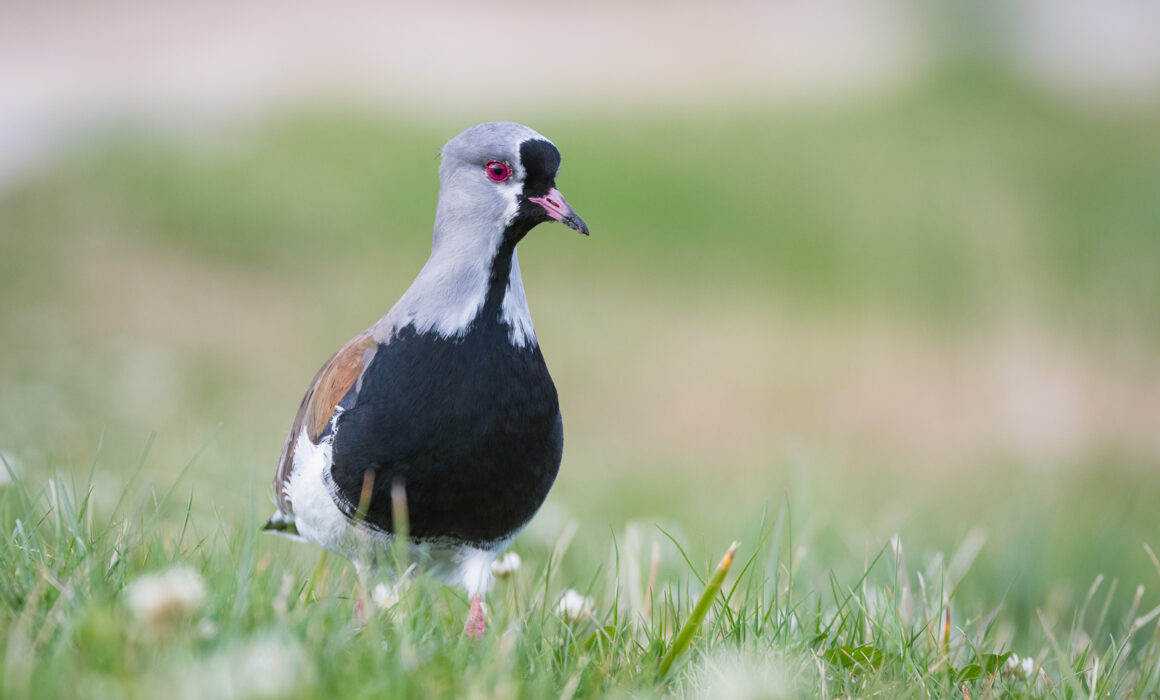 Southern Lapwing, Puerto Natales, Chile