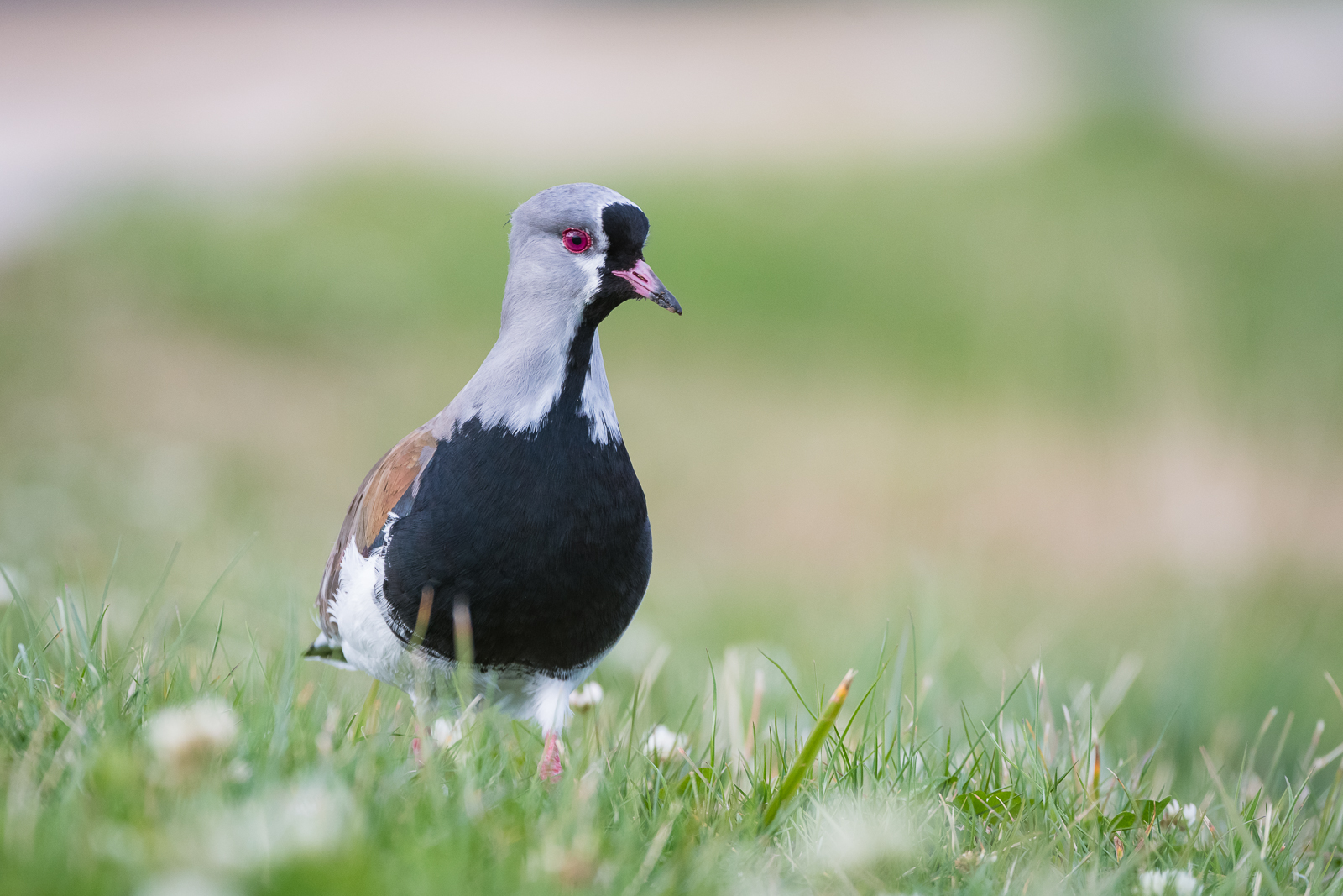 Southern Lapwing, Puerto Natales, Chile