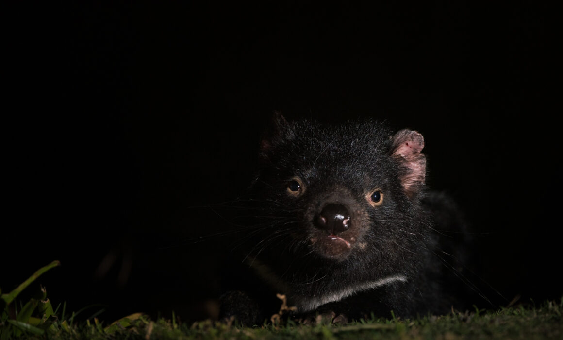 Tasmanian Devil, Maria Island, Tasmania, Australia