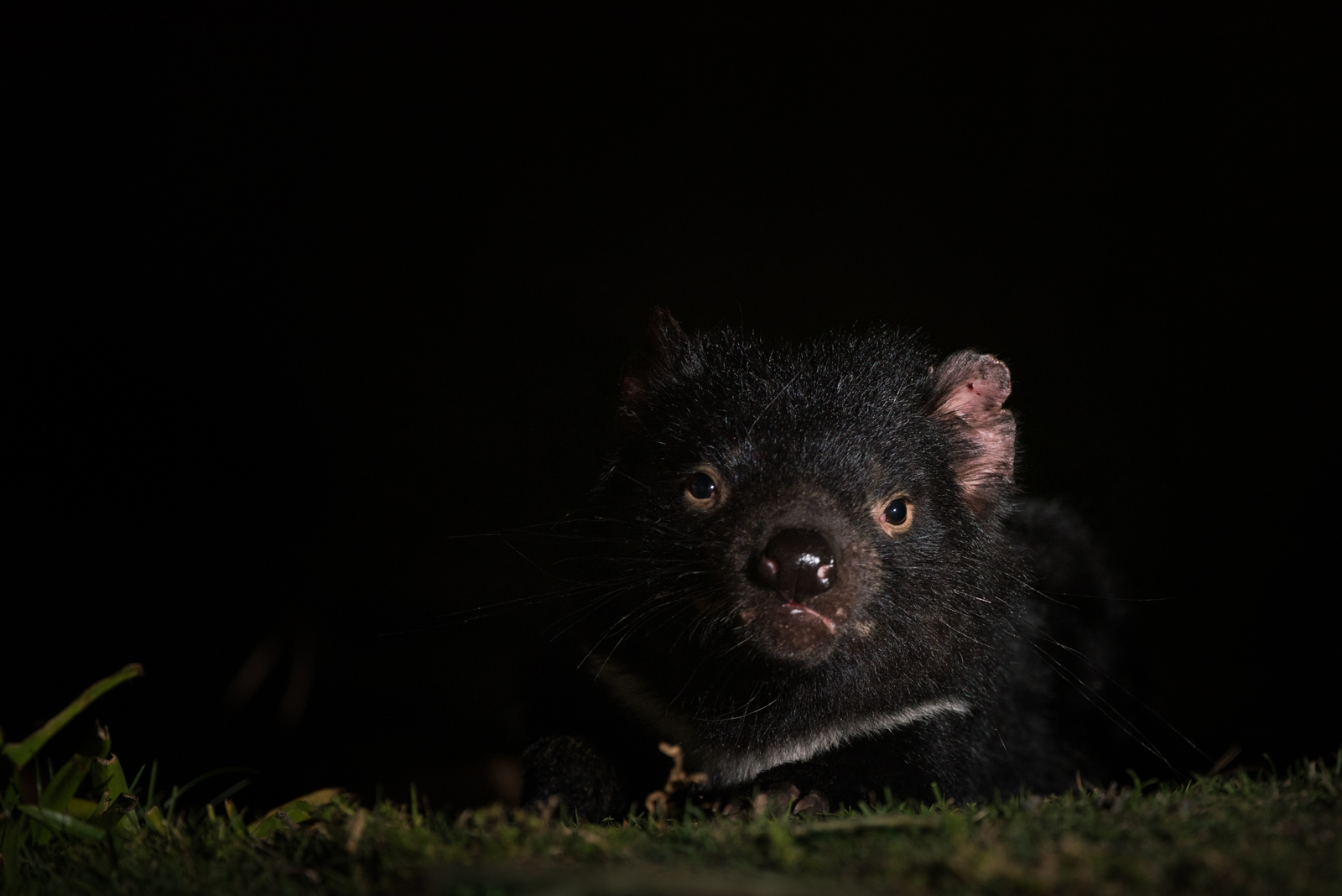 Tasmanian Devil, Maria Island, Tasmania, Australia
