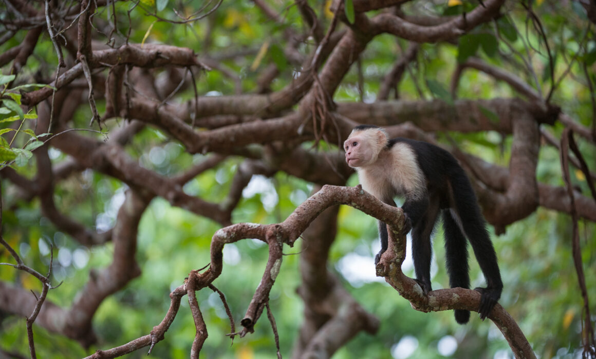 White-Faced Capuchin, Costa Rica