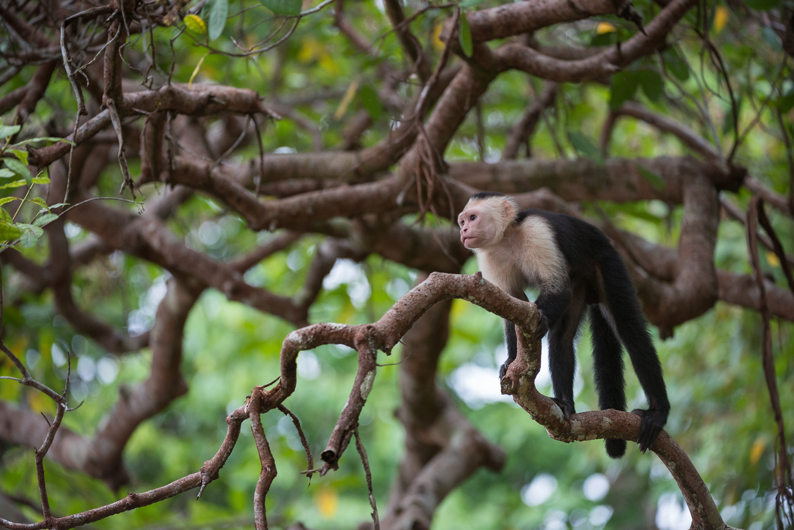 White-Faced Capuchin, Costa Rica