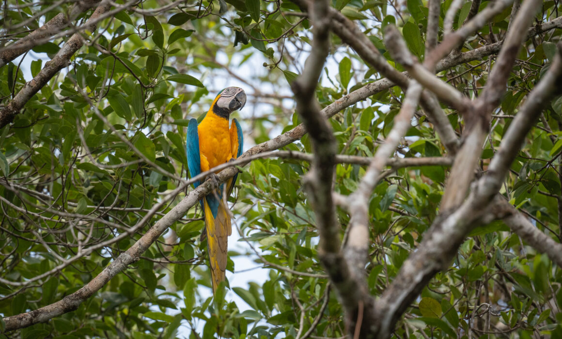 Blue-And-Yellow Macaw, Loreto, Peru