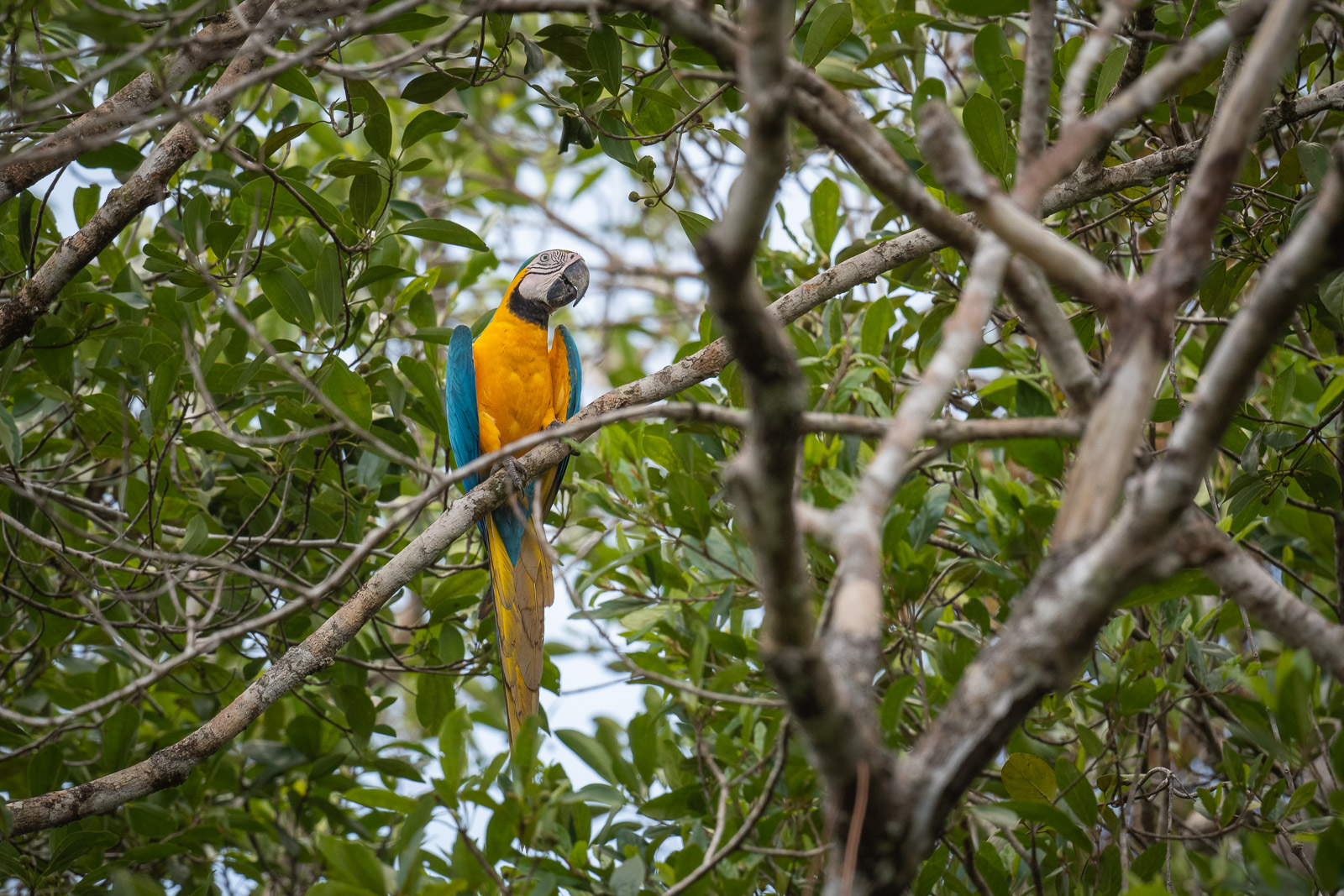 Blue-And-Yellow Macaw, Loreto, Peru