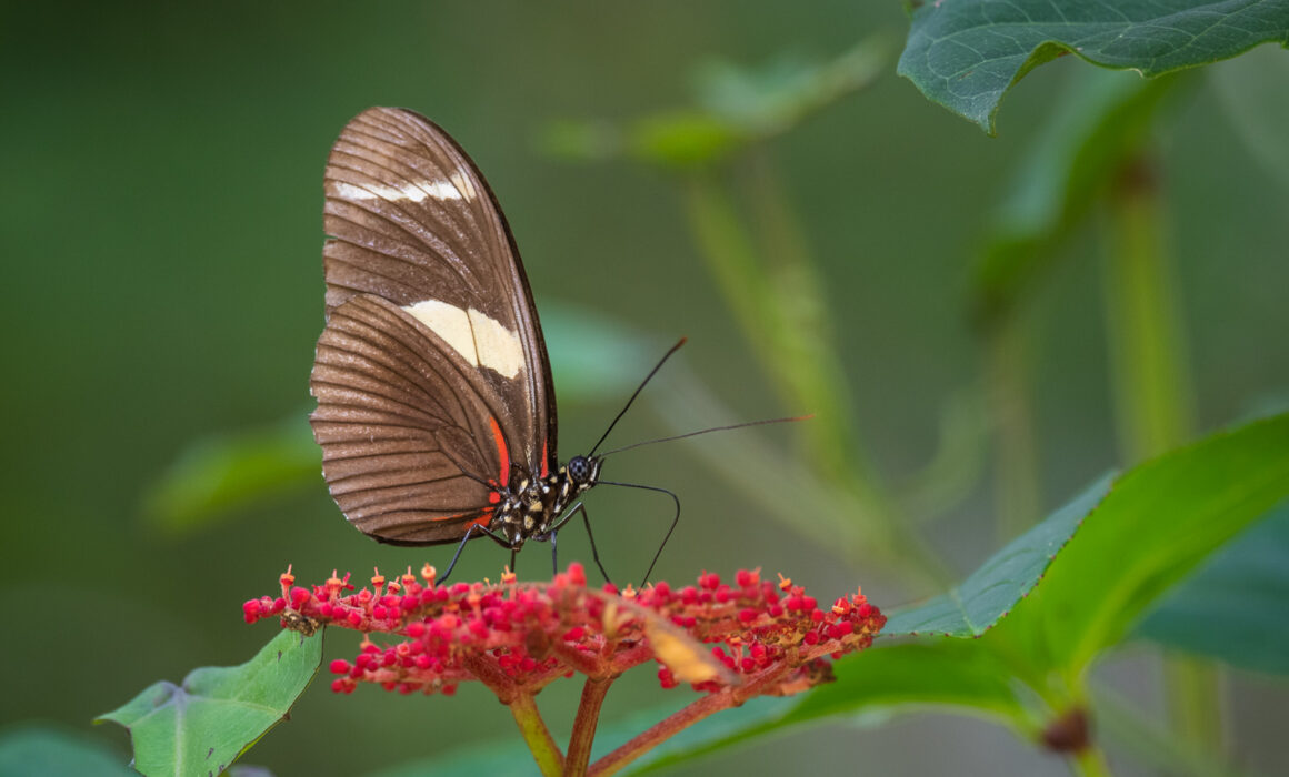 Doris Longwing Butterfly, Peru