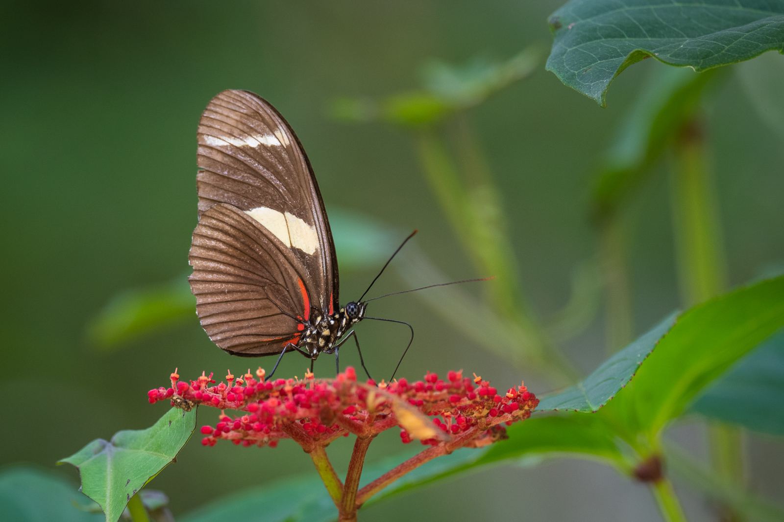 Doris Longwing Butterfly, Peru