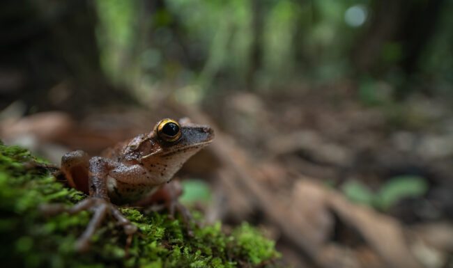 Flat-Headed Bromeliad Treefrog • Loreto, Peru