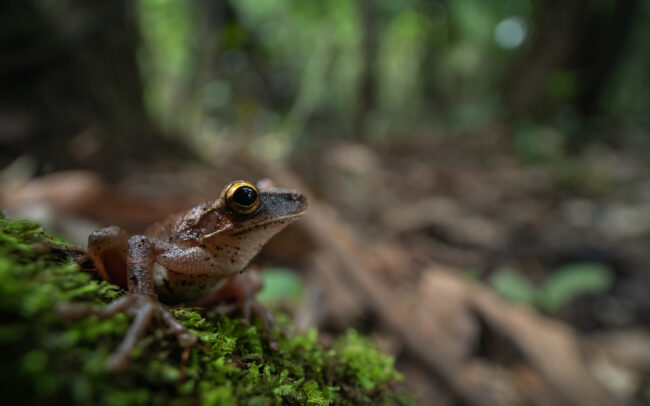 Flat-Headed Bromeliad Treefrog • Loreto, Peru