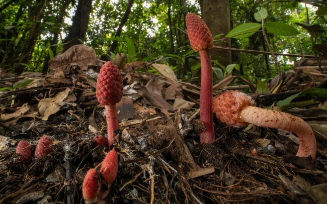 Helosis Guyannensis • Loreto, Peru