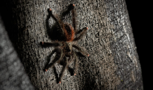 Pink-Toed Tarantula • Loreto, Peru