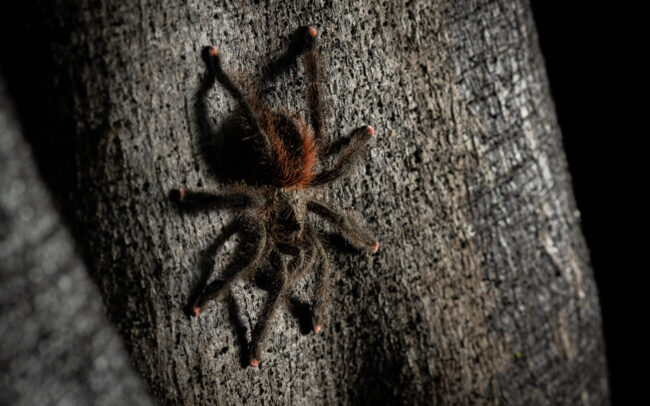 Pink-Toed Tarantula • Loreto, Peru