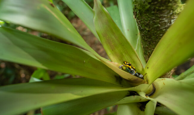 Ranitomeya Flavovittata • Loreto, Peru