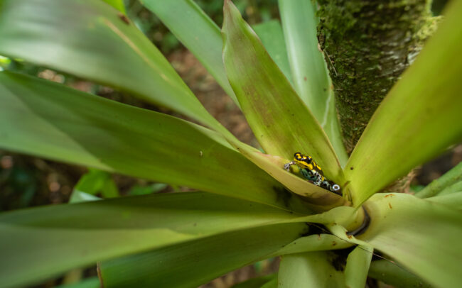 Ranitomeya Flavovittata • Loreto, Peru