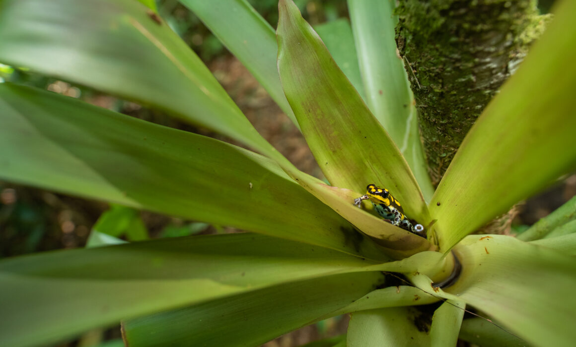 Poison Dart Frog — Ranitomeya Flavovittata