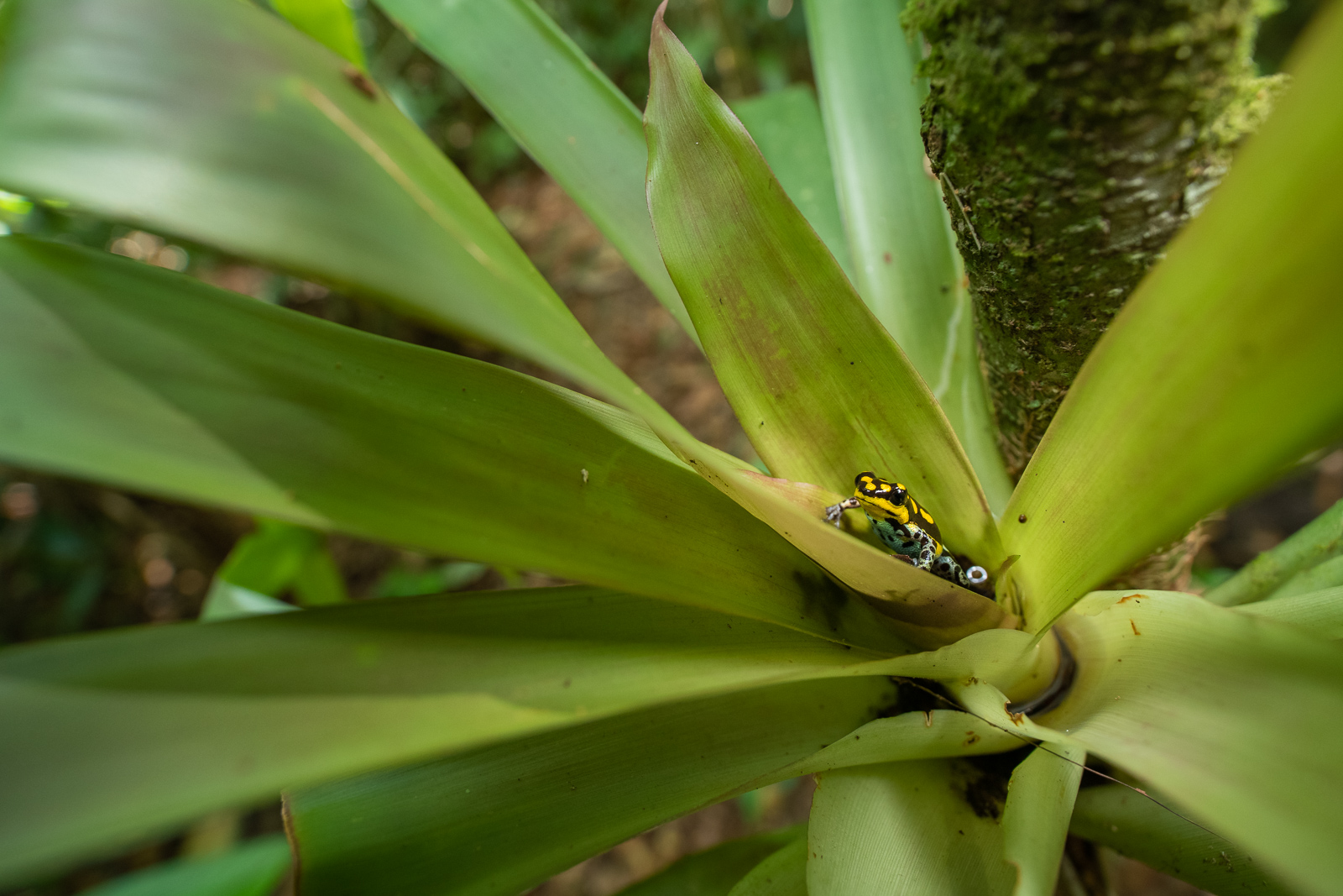 Poison Dart Frog — Ranitomeya Flavovittata