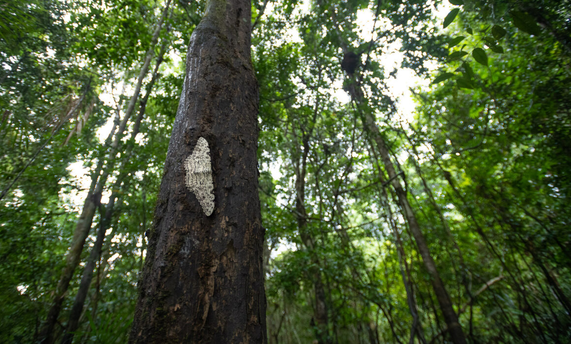 White Witch Moth, Peru
