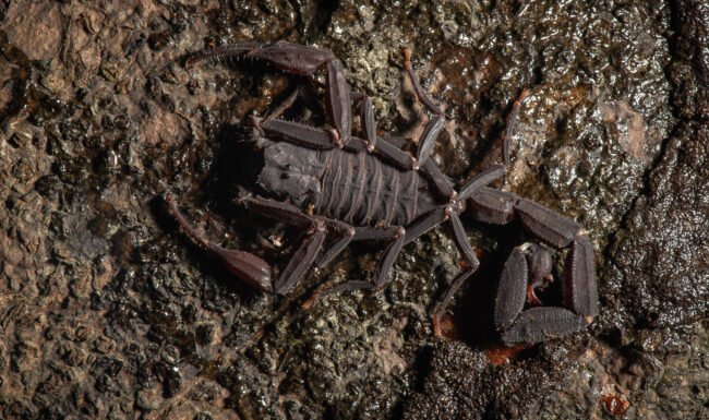 Black Scorpion • Loreto, Peru