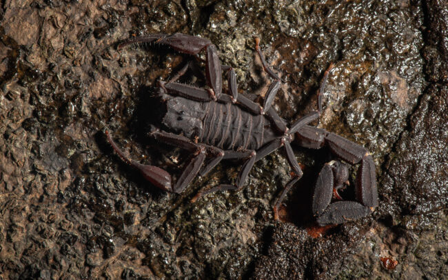 Black Scorpion • Loreto, Peru
