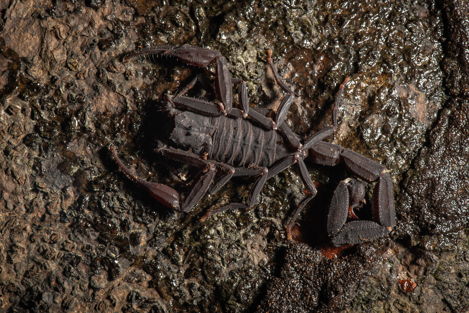 Black Scorpion, Loreto, Peru