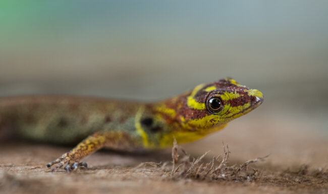 Bridled Forest Gecko • Loreto, Peru