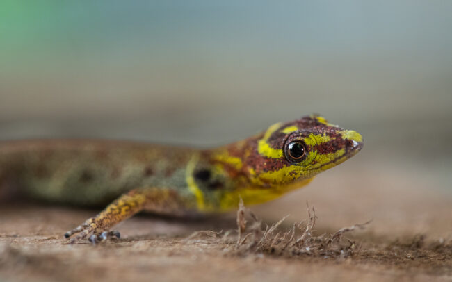 Bridled Forest Gecko • Loreto, Peru