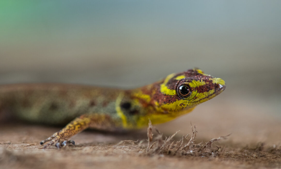 Bridled Forest Gecko, Loreto, Peru