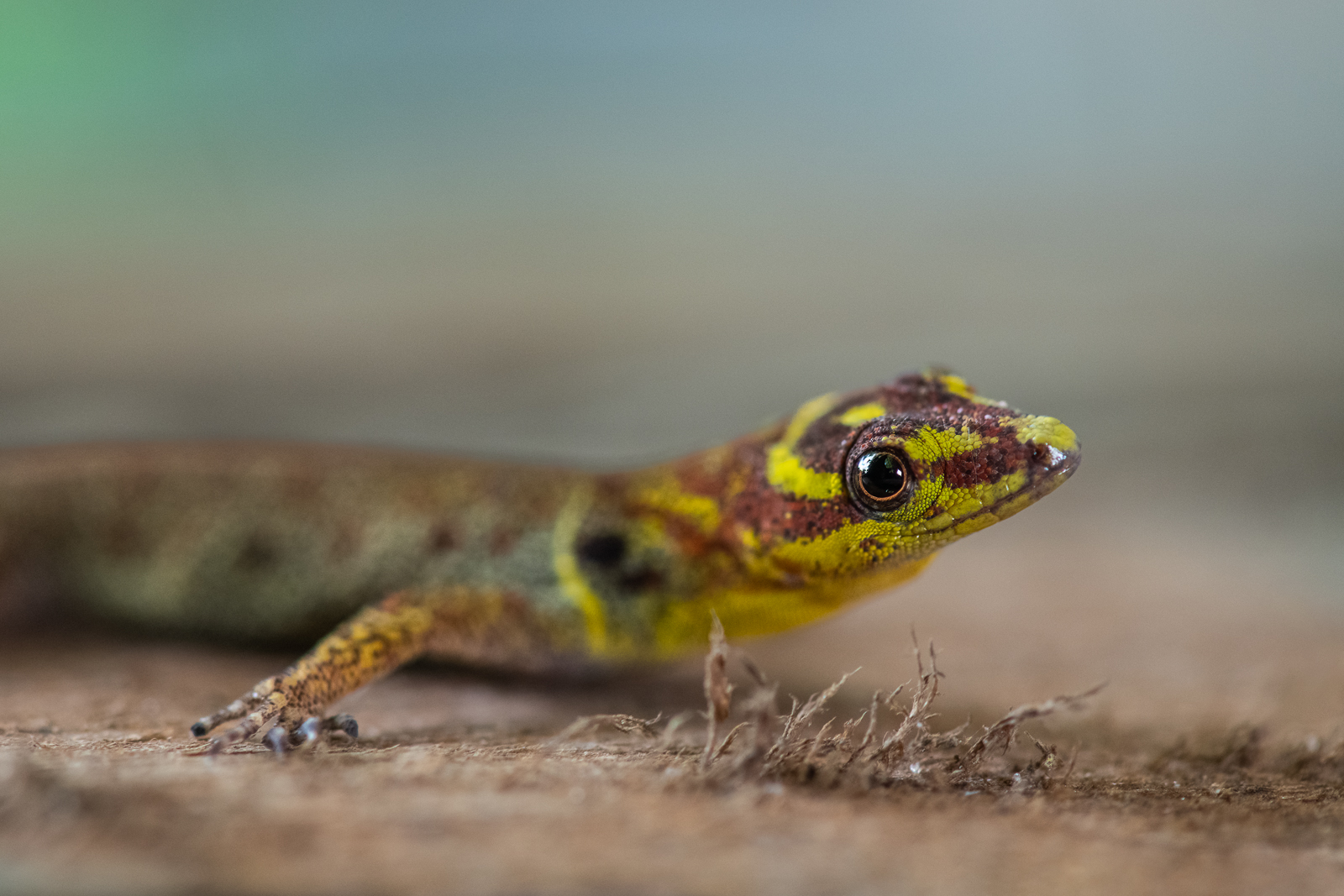 Bridled Forest Gecko, Loreto, Peru