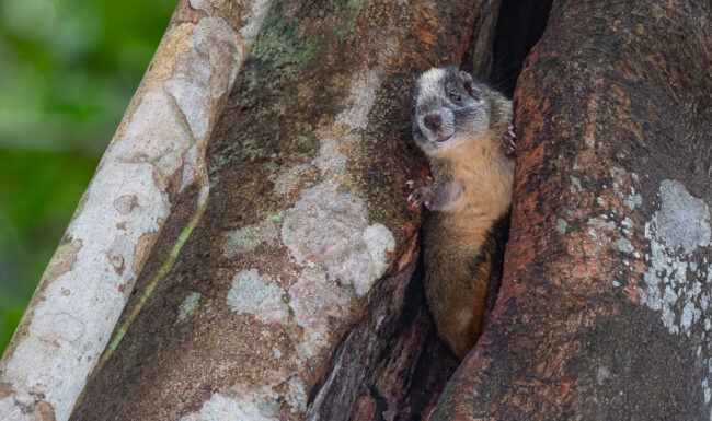Yellow-Crowned Brush-Tailed Rat • Loreto, Peru
