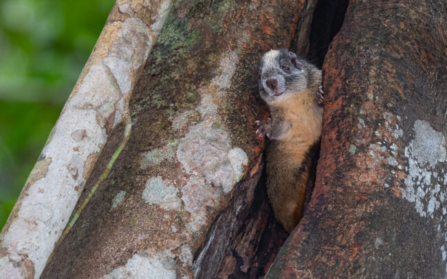 Yellow-Crowned Brush-Tailed Rat • Loreto, Peru